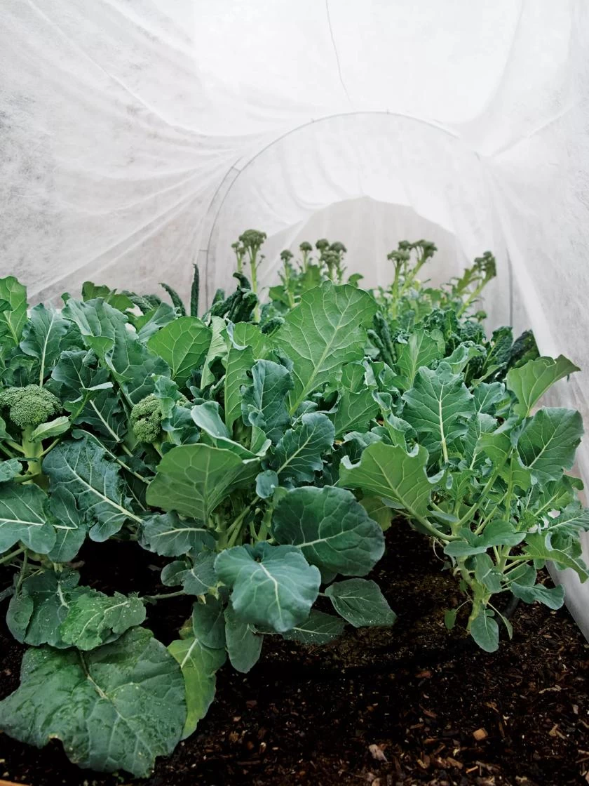 Summerweight Garden Fabric - Image 4