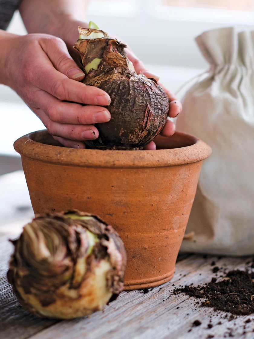 Amaryllis Planting Kit - Image 8