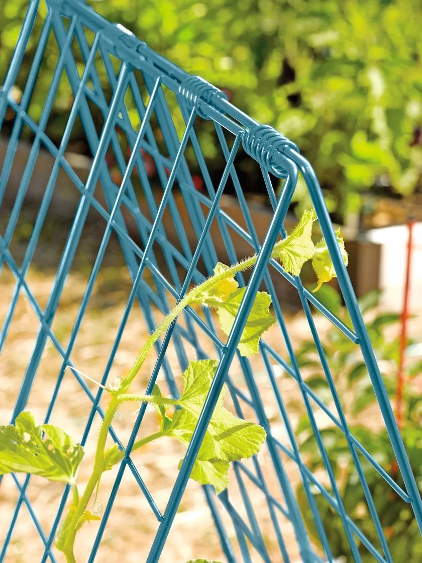 Deluxe Cucumber Trellis - Image 5