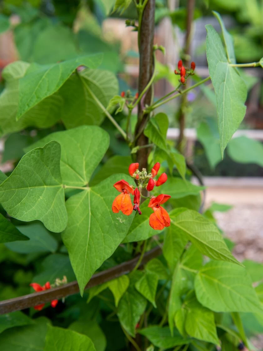 Jardin Tower - Image 4