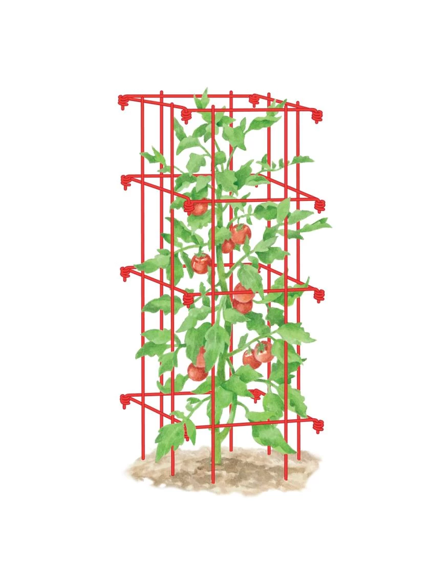 Tomato Cage, Single