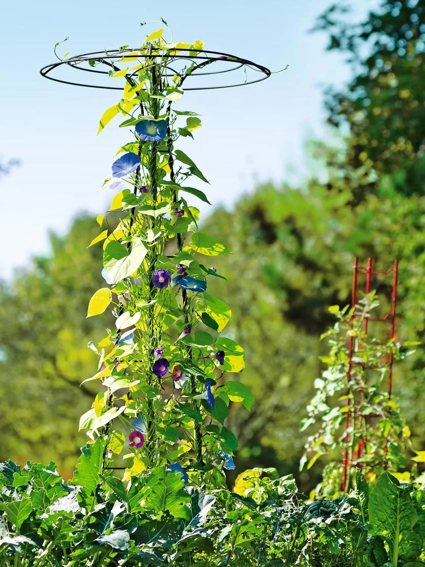 Essex Tuteur, 78" - Image 6