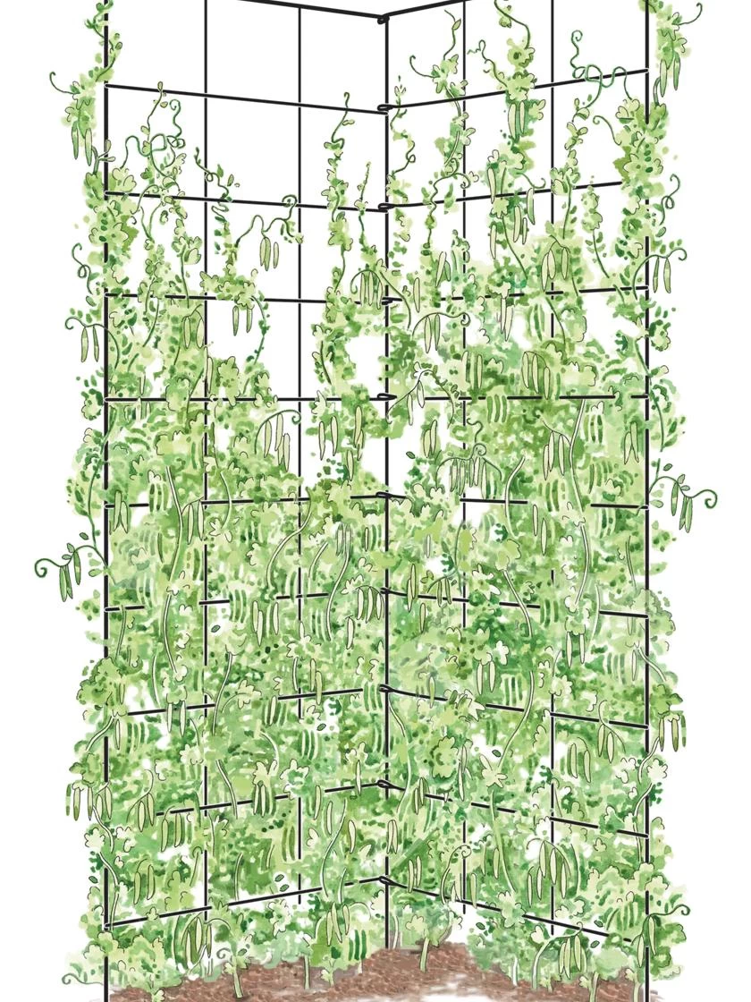 Two Panel Folding Trellis - Image 2