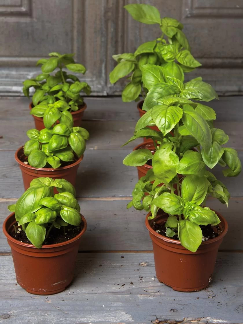 Organic Self-Watering Potting Mix, 20 Qts. - Image 6