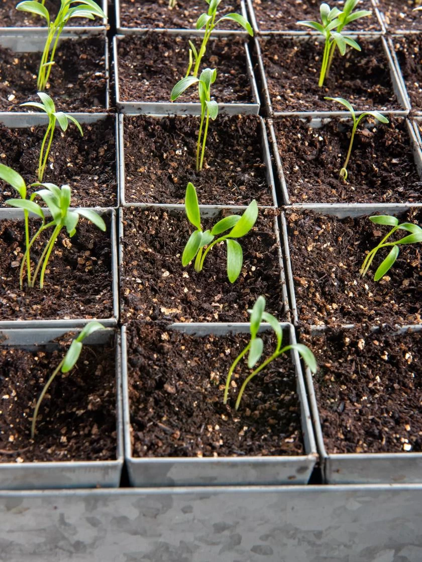 Seed Starting Mix, 9 Qts. - Image 4