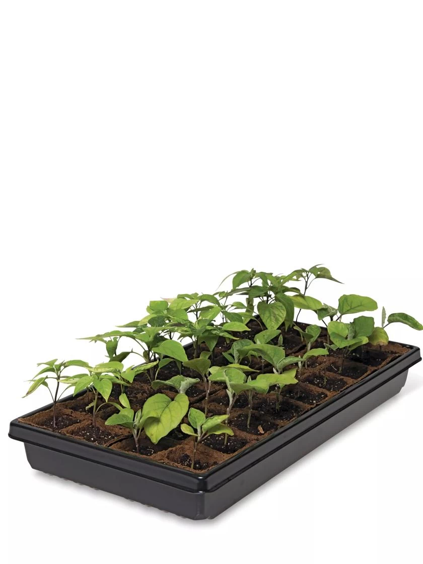 2” Square Biodegradable Pots And Tray Set - Image 2