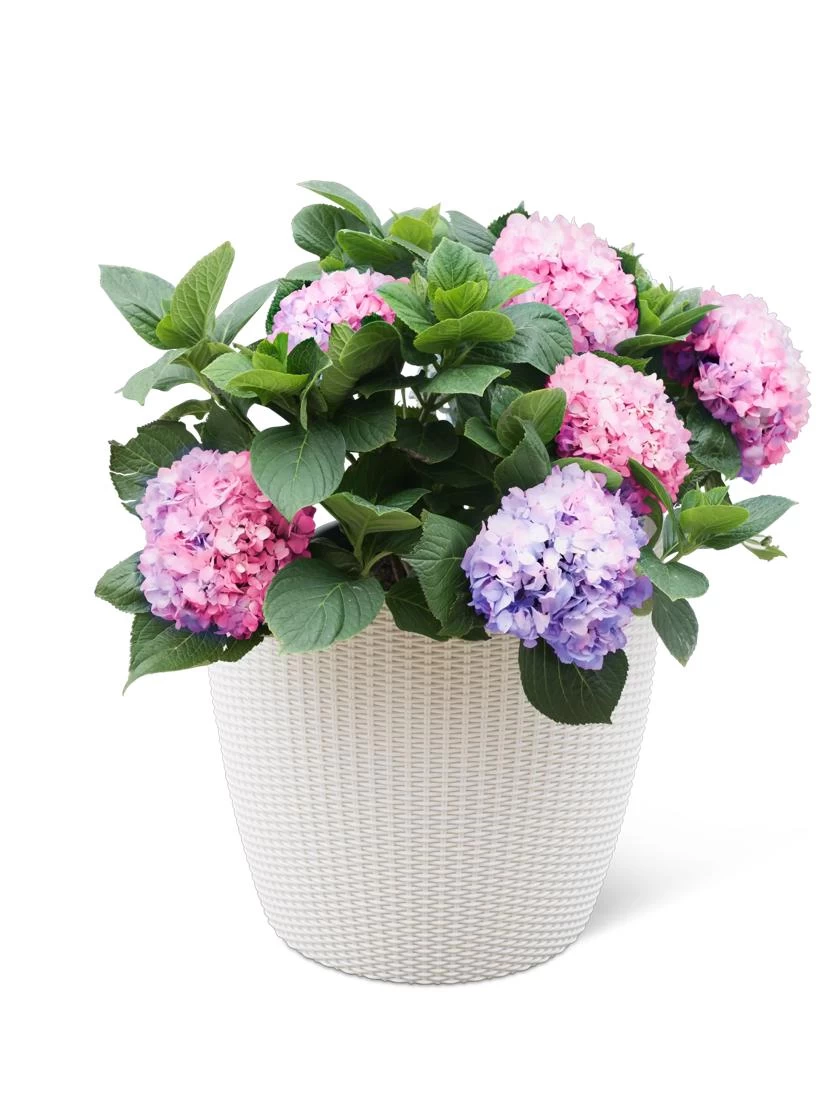 Weave Self-Watering Round Planter, 17" White - Image 3