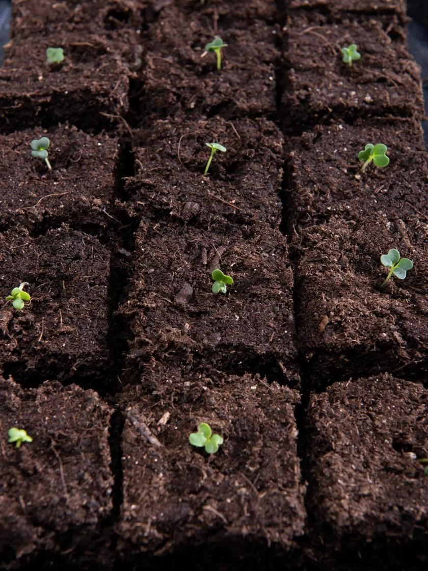 Vermont Compost Company Fort Vee⢠Potting Mix, 20 Quarts - Image 6