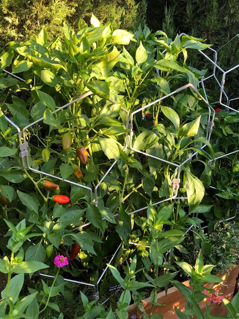 Gardener's Vertex Lifetime Pepper And Eggplant Cage - Image 2