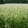 Common Buckwheat Organic Seeds