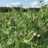Field Peas, Oats And Vetch Mix Organic Seeds
