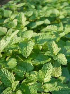 Lemon Balm Organic Seeds