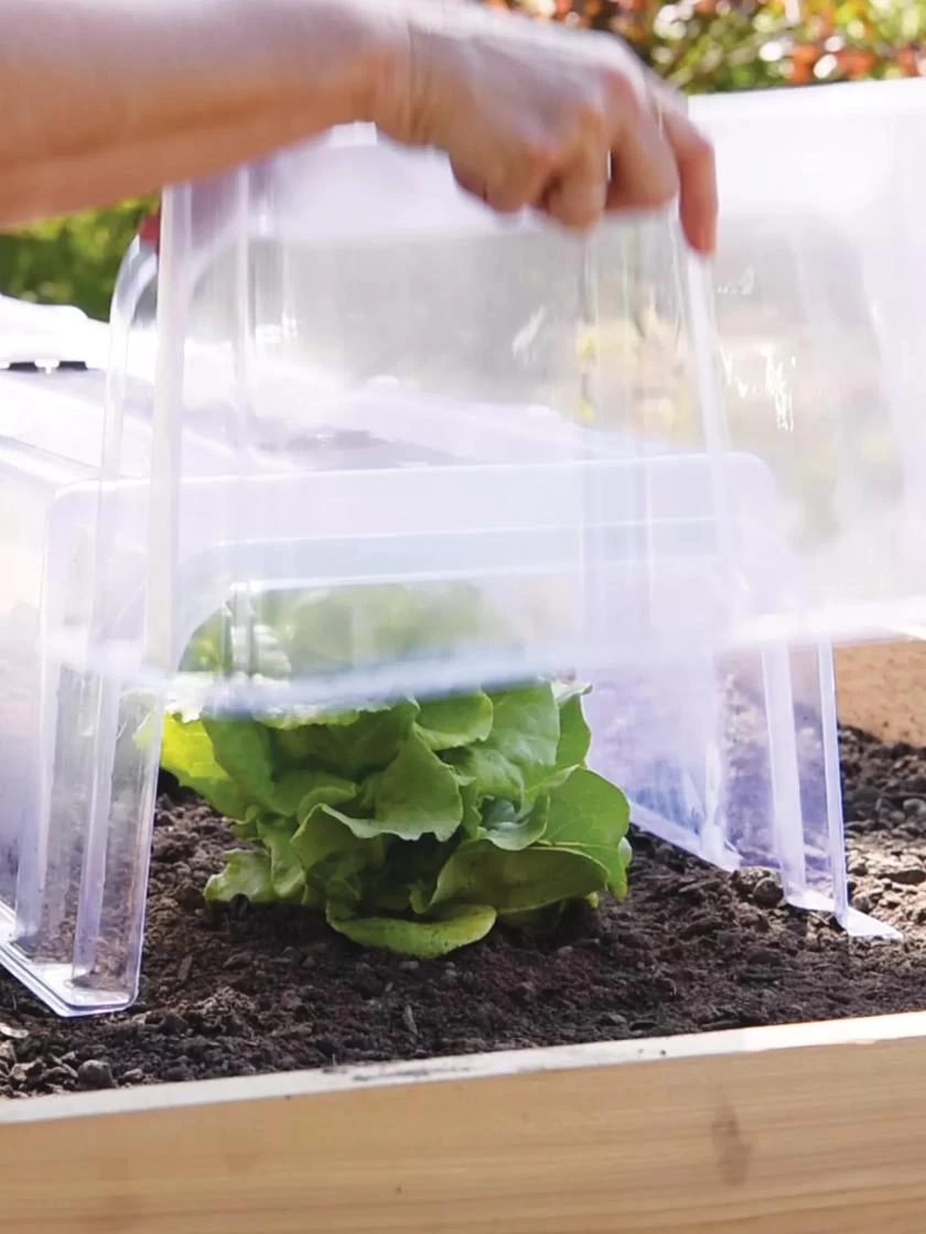 Cool Weather Row Cloche Ends, Set Of 2 - Image 2