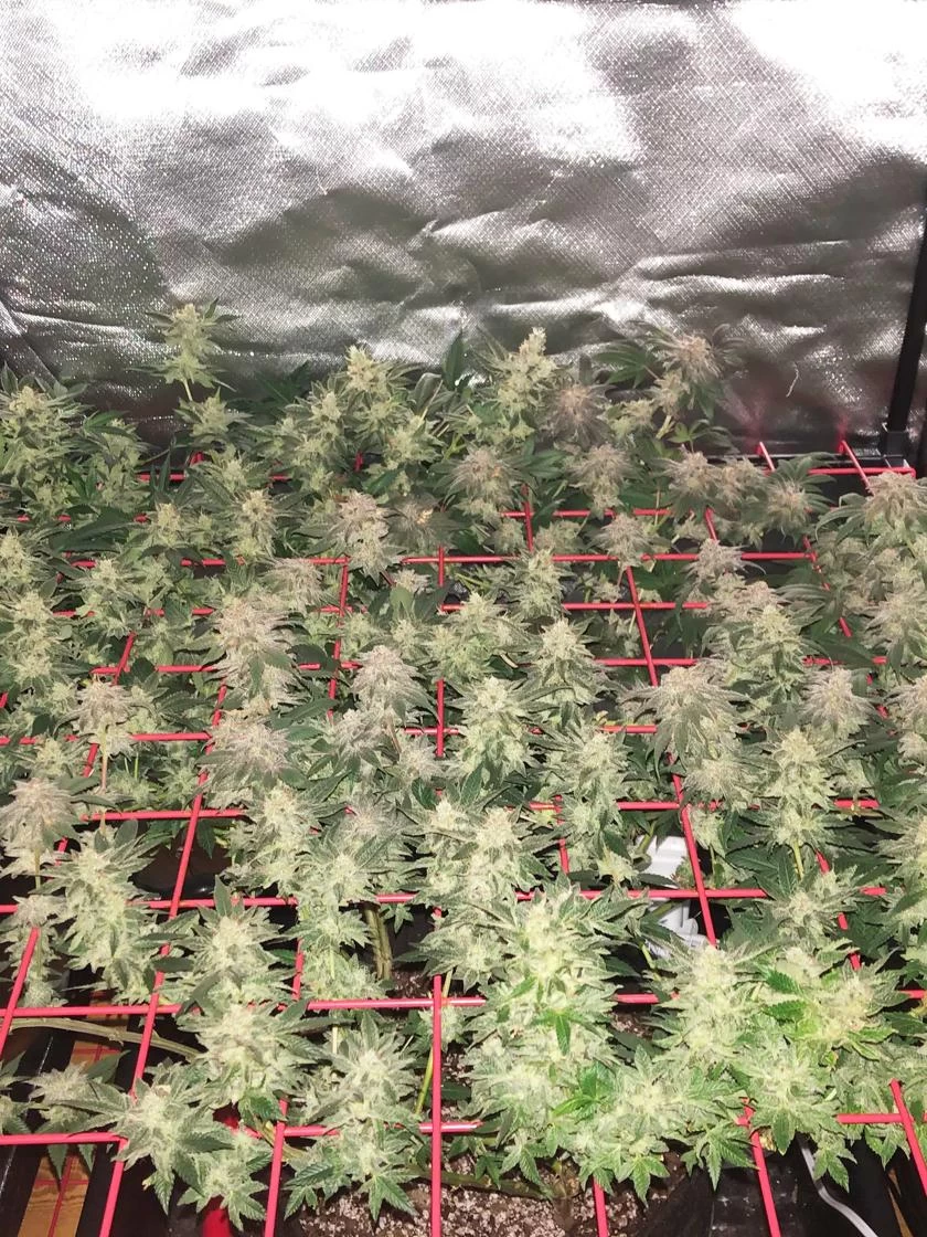 Hemp Grow Kit - Image 7