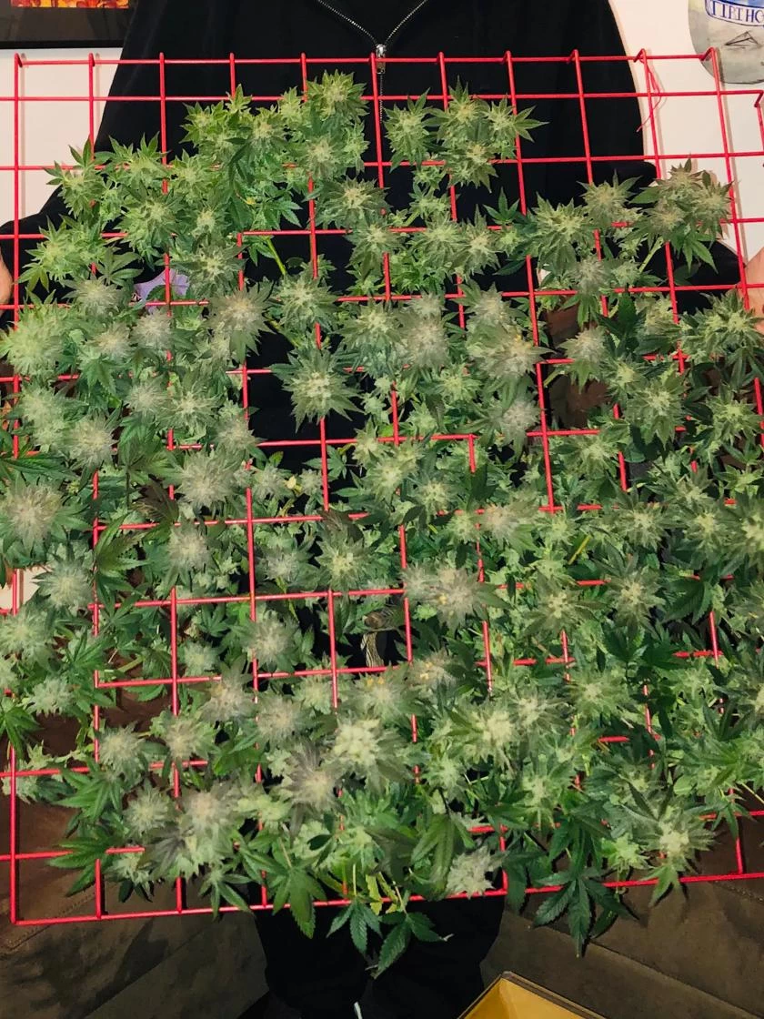 Hemp Grow Kit - Image 6