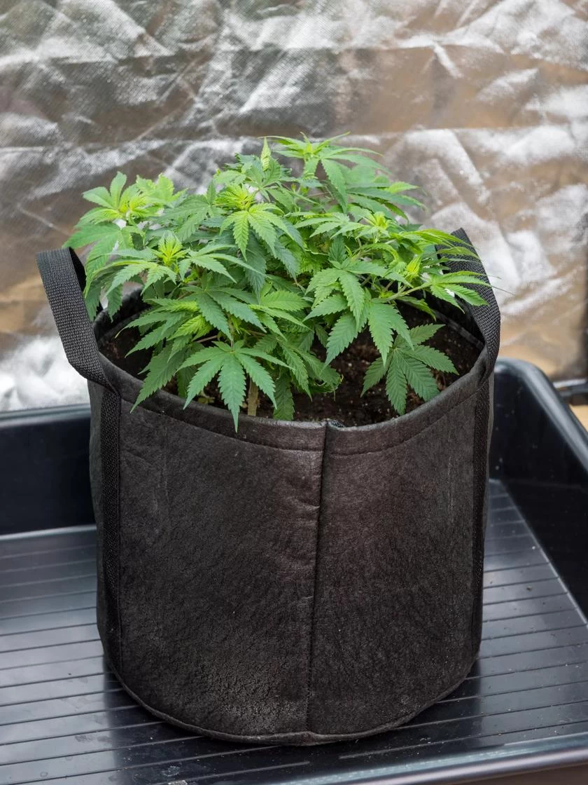 Hemp Grow Kit - Image 5