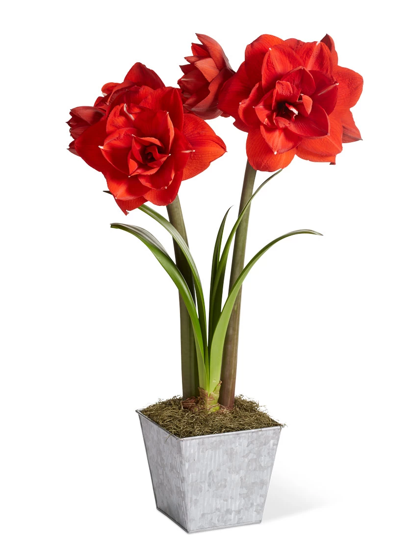 Amaryllis Planting Kit - Image 7