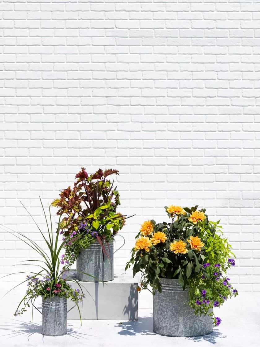 Metal Bucket Planters - Image 3