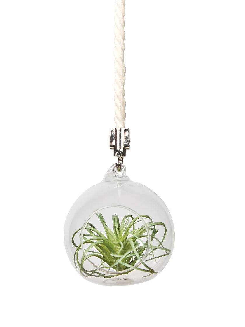 Mini Blown-Glass Hanging Terrarium, Set Of 2 - Image 2