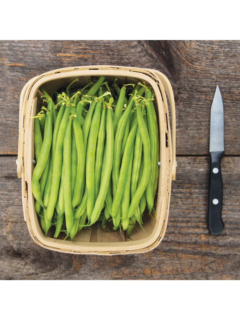 Antigua Bush Bean Organic Seeds - Image 3