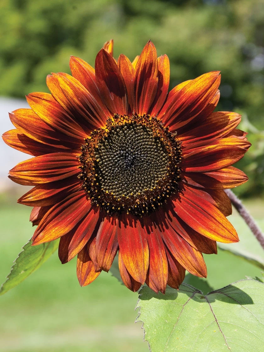 Velvet Queen Sunflower Organic Seeds - Image 2