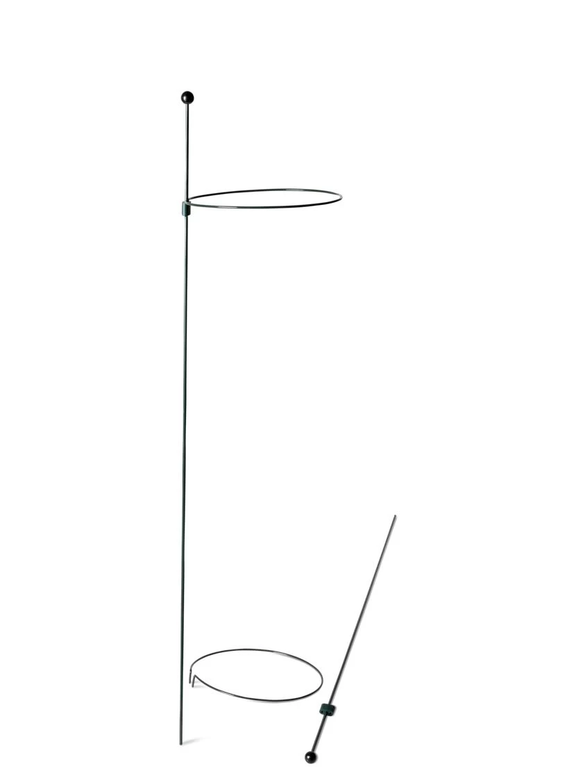 Peacock Mini Plant Support Rings 8", Set Of 2 - Image 7