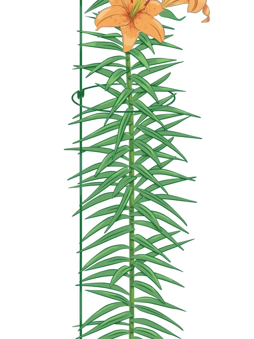 Peacock Mini Plant Support Rings 8", Set Of 2 - Image 2