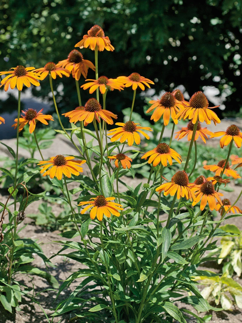 Bower & Branch® Tiki Torch Coneflower - Image 2