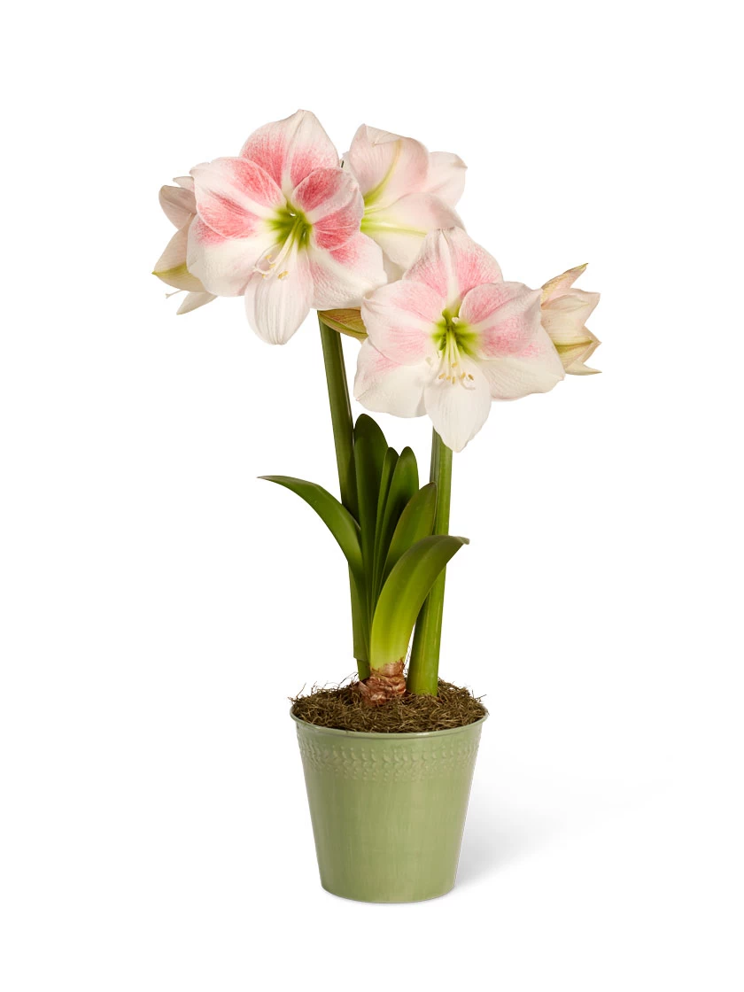 Star Potted Amaryllis - Image 6