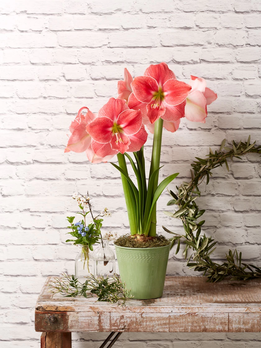 Star Potted Amaryllis - Image 4