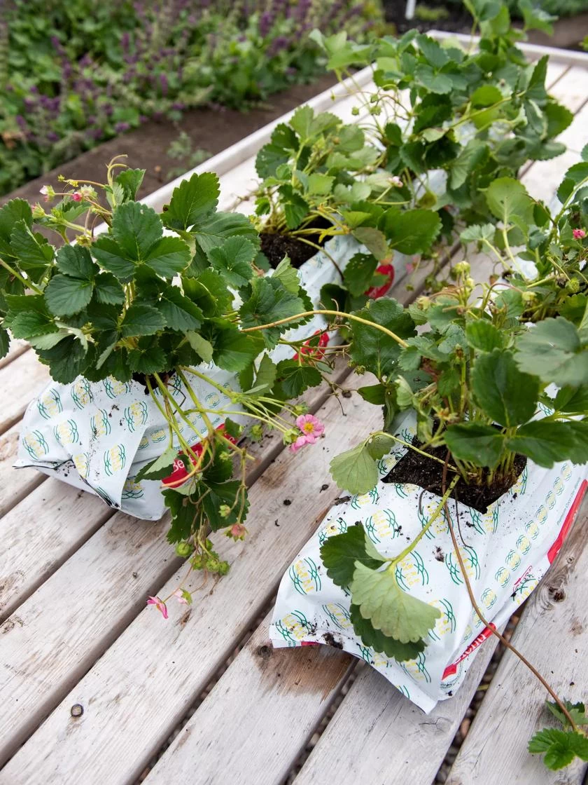 Berry Blend Coir Grow Bag, Set Of 2 - Image 2