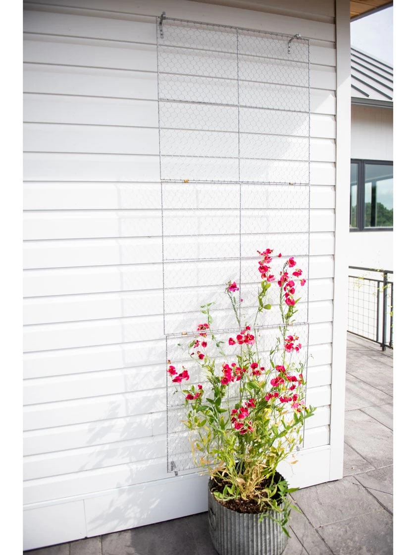 Chicken Wire Wall Trellis - Image 5