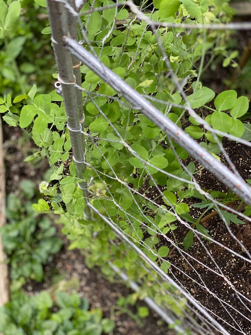 Chicken Wire Pea Trellis - Image 5