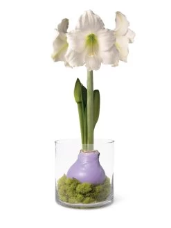 Easy Care Spring Waxed Amaryllis In Vase