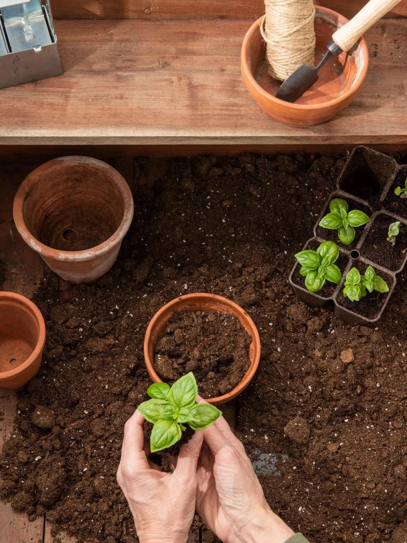 Transplant Mix, 20 Qts - Image 2