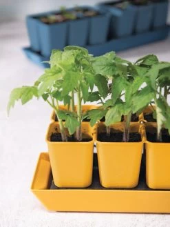 Gardener's Best® XL Seed Starting Kit