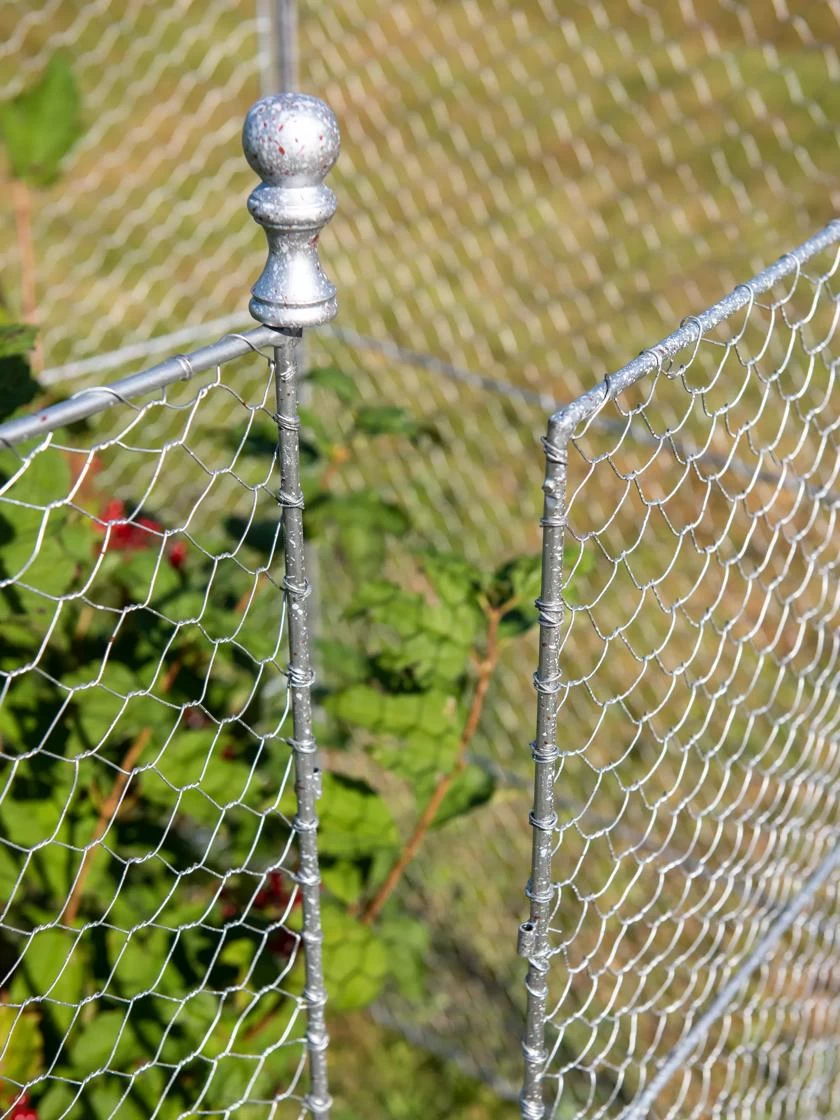 Tall Chicken Wire Critter Fence With Gate - Image 5