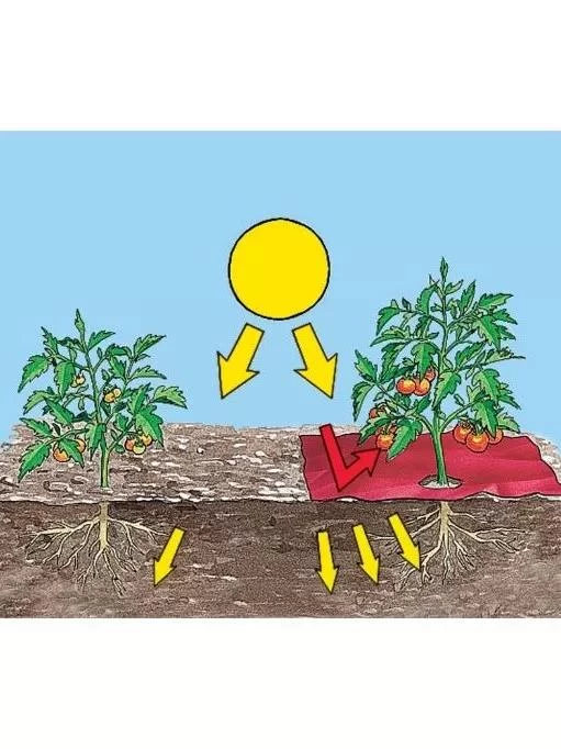 Red Tomato Mulch - Image 2