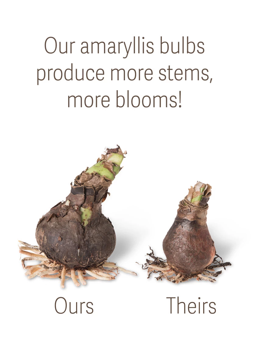 Amaryllis Planting Kit - Image 2